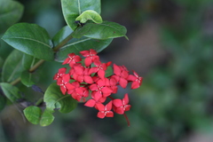 Ixora coccinea